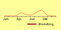 Gåseurt, ager: Fremspiring