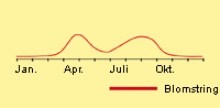 Bynke, grå: Fremspiring