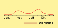 Hønsetarm, alm.: Fremspiring