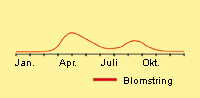 Kvik, alm.: Fremspiring