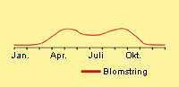 Svingel, rød: Fremspiring