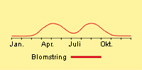 Kamille, skive: Fremspiring