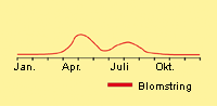 Vejbred, glat: Fremspiring