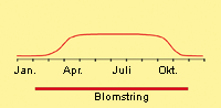 Rapgræs, enårig: Fremspiring