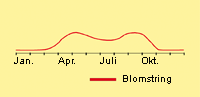 Rapgræs, alm.: Fremspiring