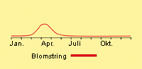 Pileurt, vej: Fremspiring