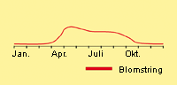 Skræppe, kruset: Fremspiring