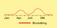 Brandbæger, vår: Fremspiring