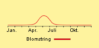 Natskygge, sort: Fremspiring