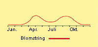 Svinemælk: Fremspiring