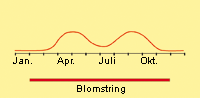 Fuglegræs: Fremspiring