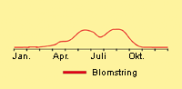 Mælkebøtte: Fremspiring